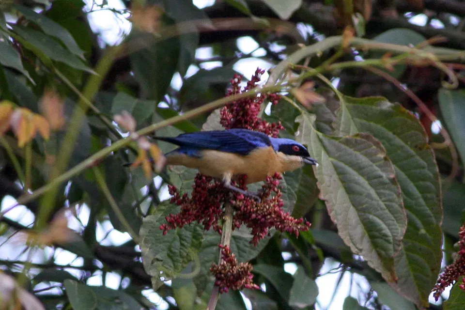 File:Fawn-breasted Tanager (Pipraeidea melanonota) (8077577796).jpg