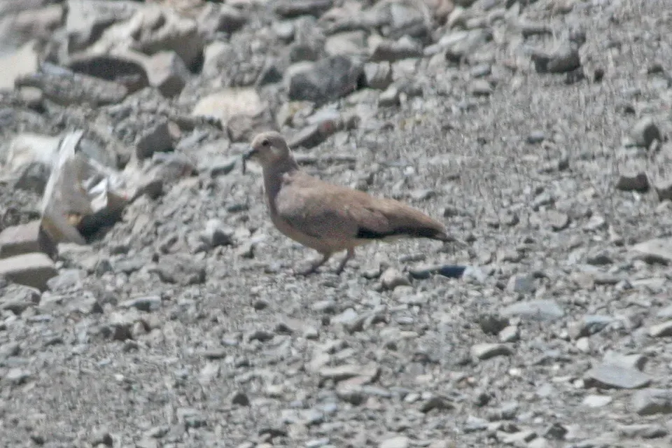 File:Golden-spotted Ground-Dove (Metriopelia aymara) (8077595112).jpg