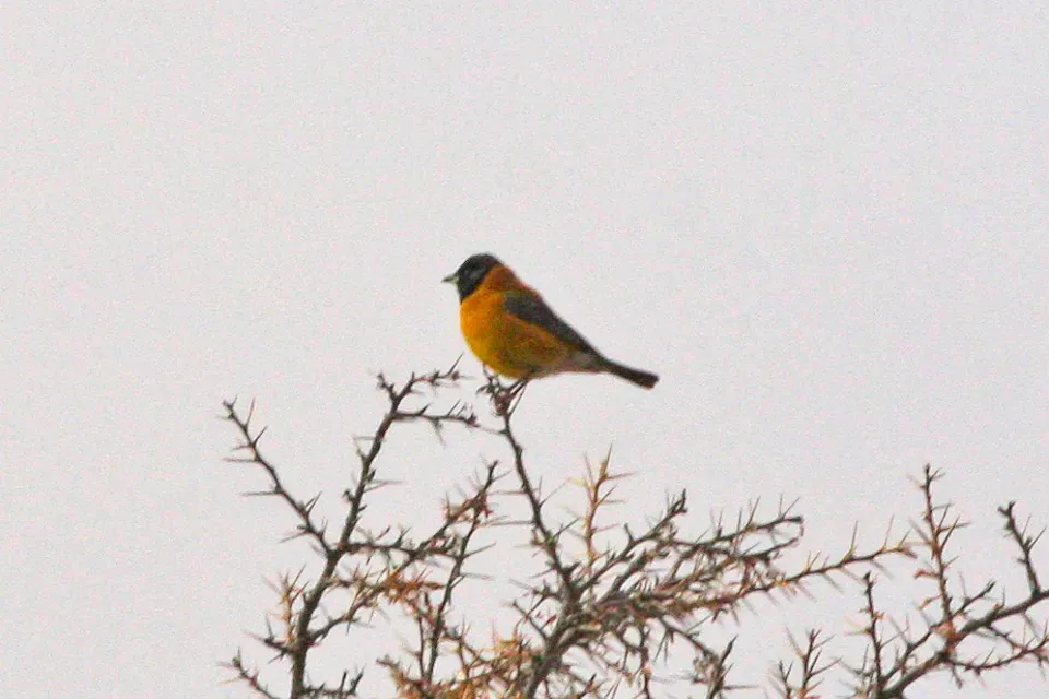 File:Black-hooded Sierra-Finch (Phrygilus atriceps) (8077610065).jpg