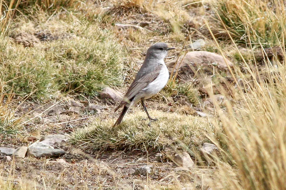 File:Cinereous Ground-Tyrant (Muscisaxicola cinereus) (8077602464).jpg