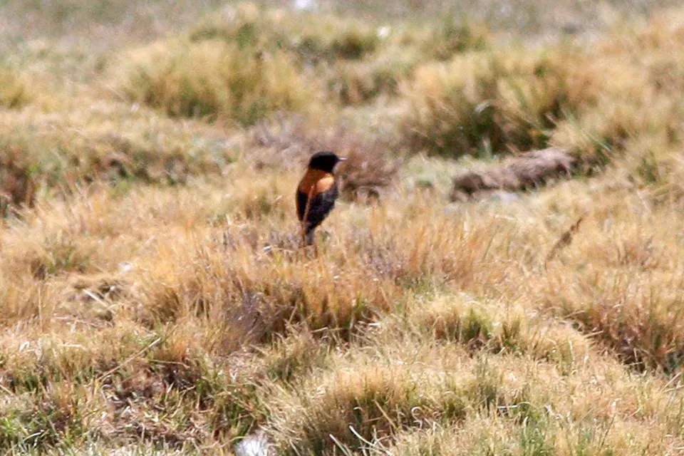 File:Andean Negrito (Lessonia oreas) (8077617657).jpg