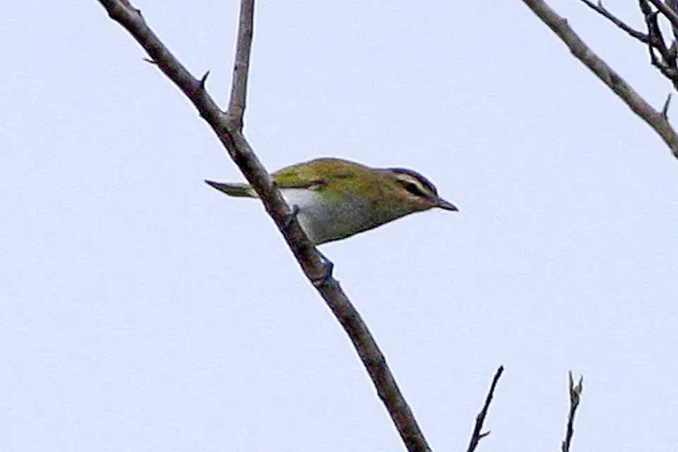 File:Chivi Vireo (Vireo chivi), Las Lajitas, Argentina (8077632322).jpg