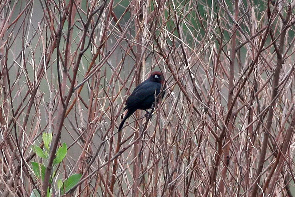 File:Chestnut-capped Blackbird (Chrysomus ruficapillus) (8077645688).jpg