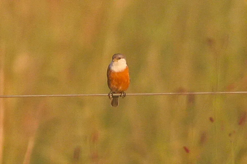 File:Marsh Seedeater (Sporophila palustris) (8077659946).jpg