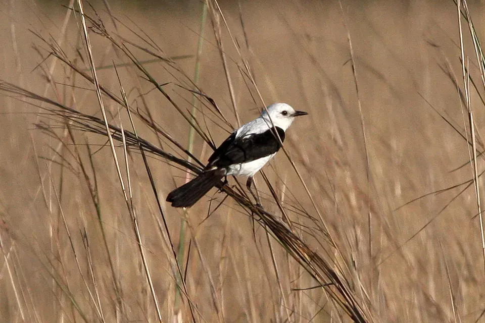 File:Black & White Monjita (Heteroxolmis dominicana) (8077681166).jpg