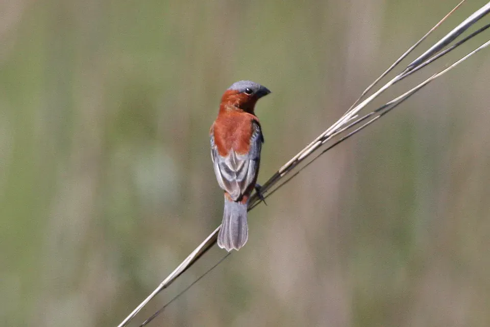 File:Chestnut Seedeater (Sporophila cinnamomea) (8077685298).jpg