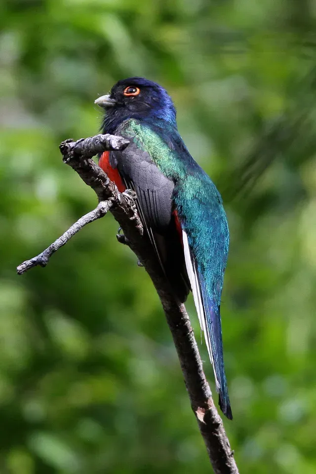 File:Surucua Trogon (Trogon surrucura) (8077689218).jpg