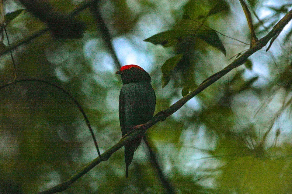 File:Blue Manakin (Chiroxiphia caudata) (8077707509).jpg