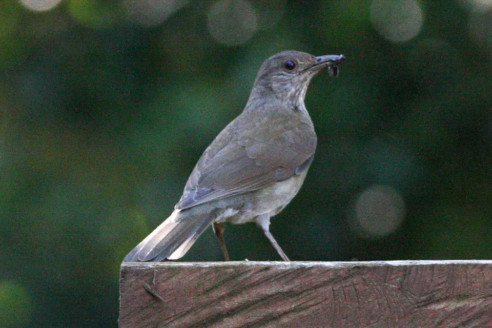 File:Pale-breasted Thrush (Turdus leucomelas) (8077709832).jpg