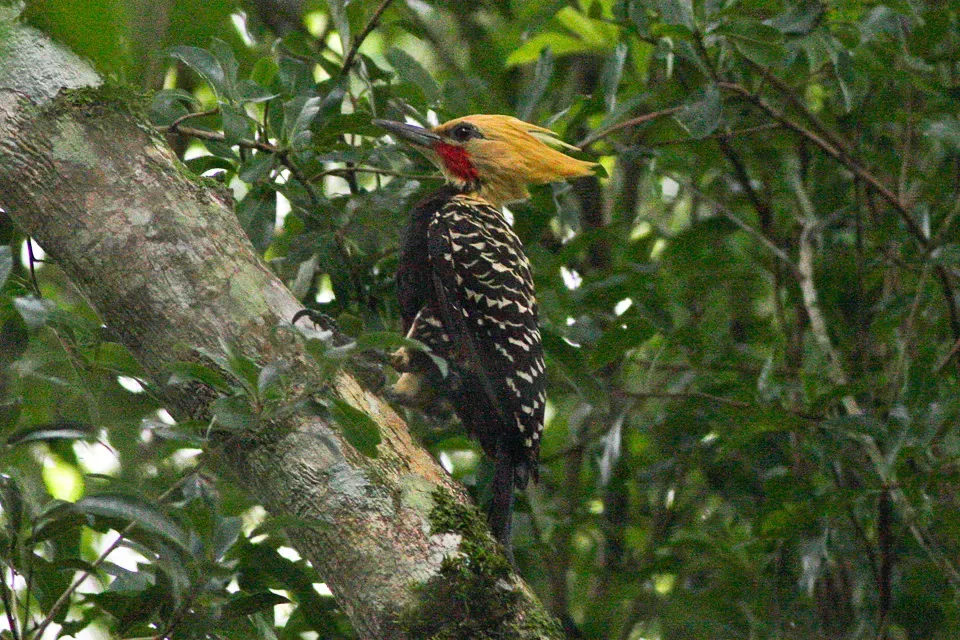 File:Blond-crested Woodpecker (Celeus flavescens) (8077725595).jpg