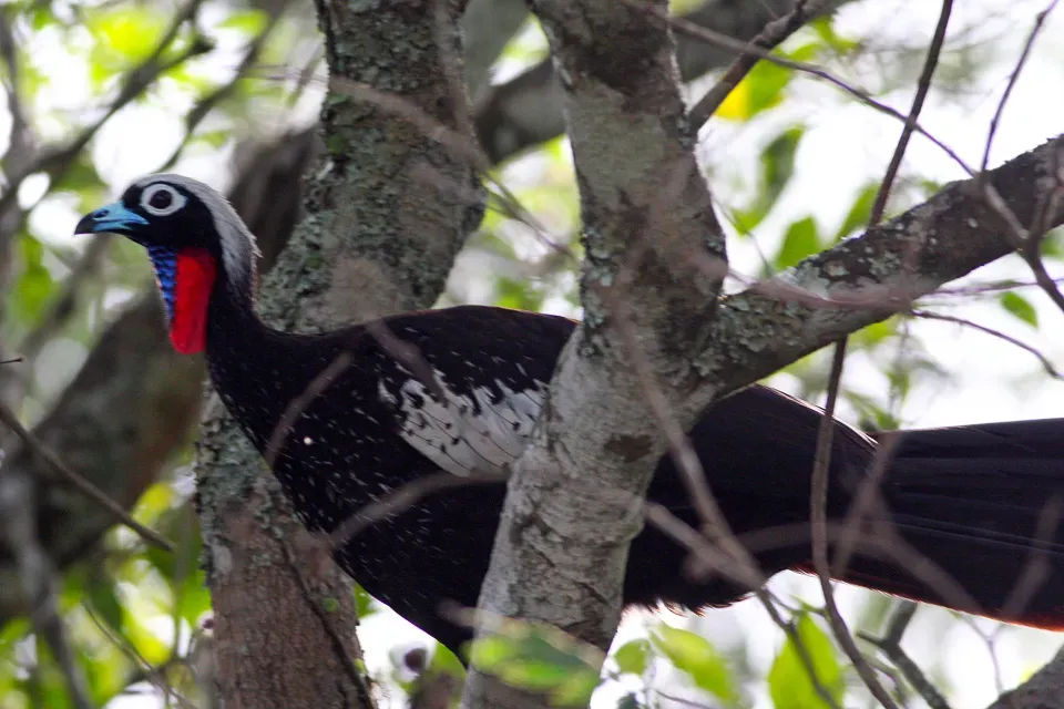 File:Black-fronted Piping-Guan (Pipile jacutinga) (8077719038).jpg