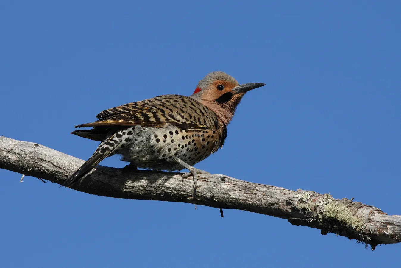 File:Colaptes auratus MP2.jpg