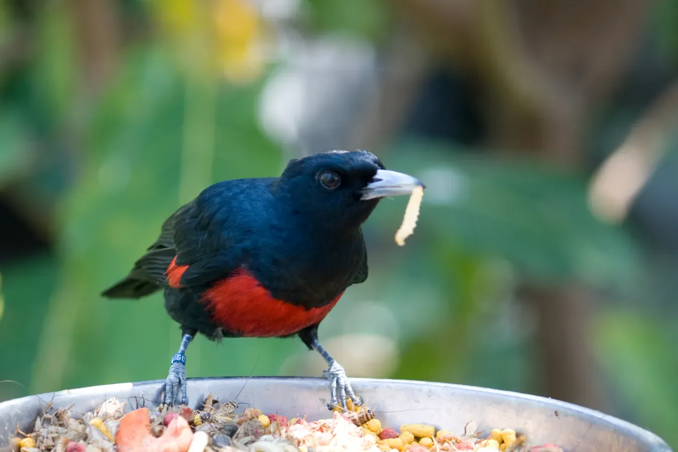 File:Black and Crimson Oriole ( Oriolus cruentus).jpg