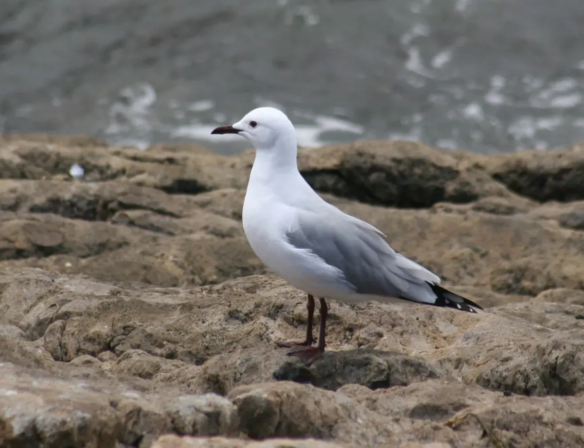 File:Chroicocephalus hartlaubii.jpg