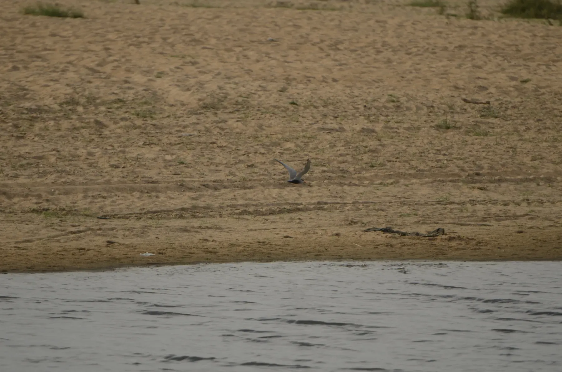 File:Black bellied tern Sterna acuticauda in Kollidam river in Thanjavur dt JEG6925.JPG