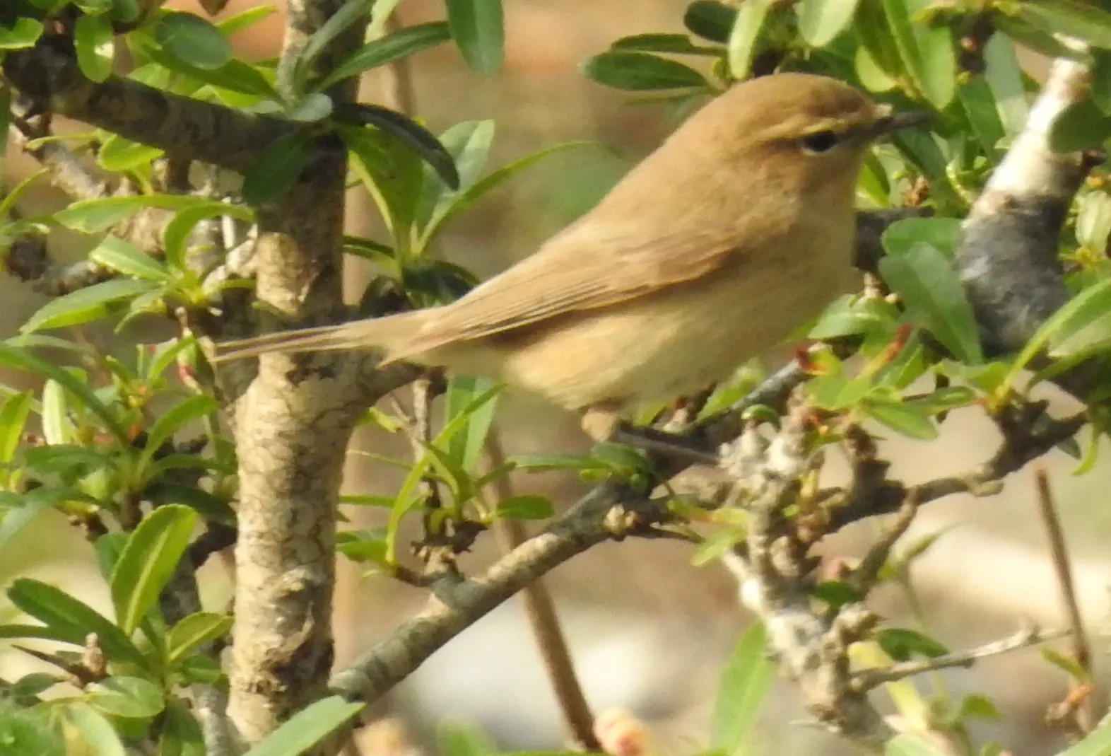 File:Aberrant Bush Warbler Horornis flavolivaceus by Dr. Raju Kasambe DSCN3403 (3).jpg