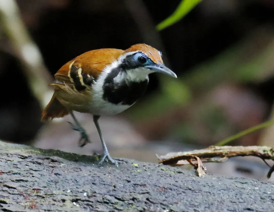 File:Myrmoderus ferrugineus - Ferruginous-backed antbird (female), Pte. Figueiredo, Amazonas, Brazil.jpg