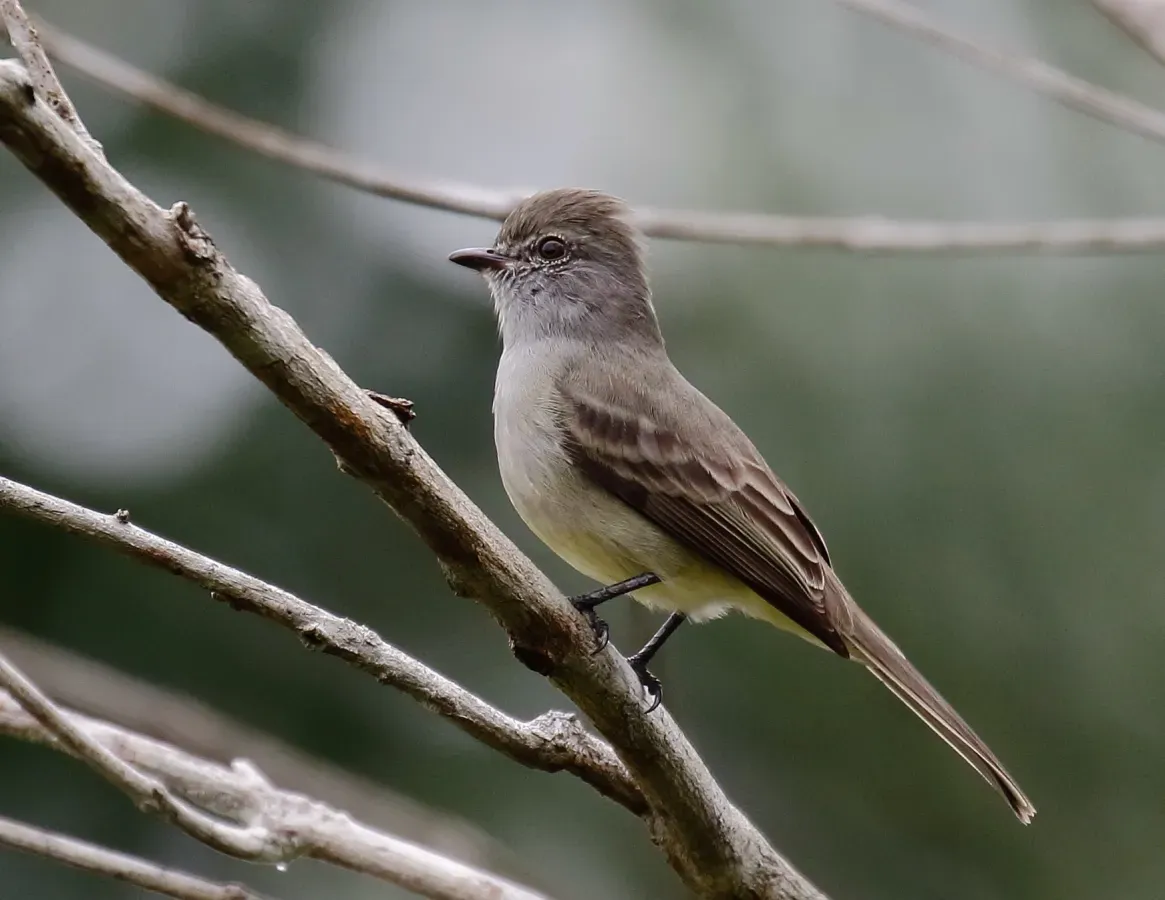File:Sublegatus obscurior - Todd's scrub-flycatcher, Pte. Figueiredo, Amazonas, Brazil.jpg
