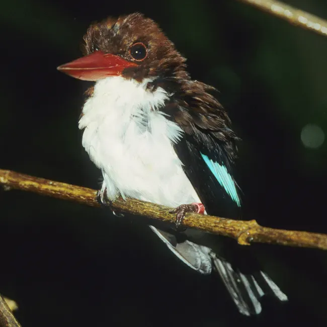File:Halcyon badia PLoS.jpg
