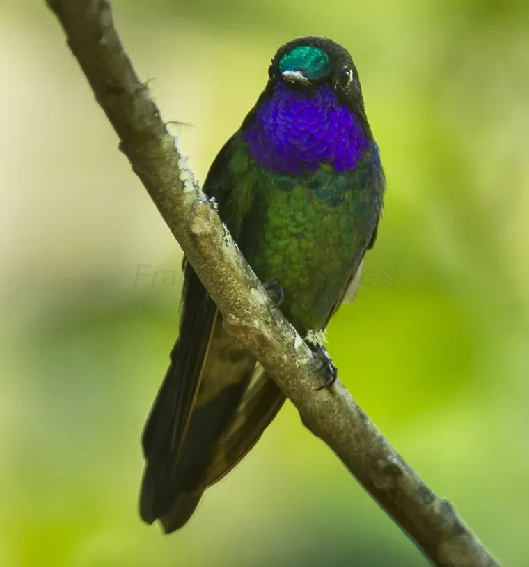 File:Heliangelus viola.jpg