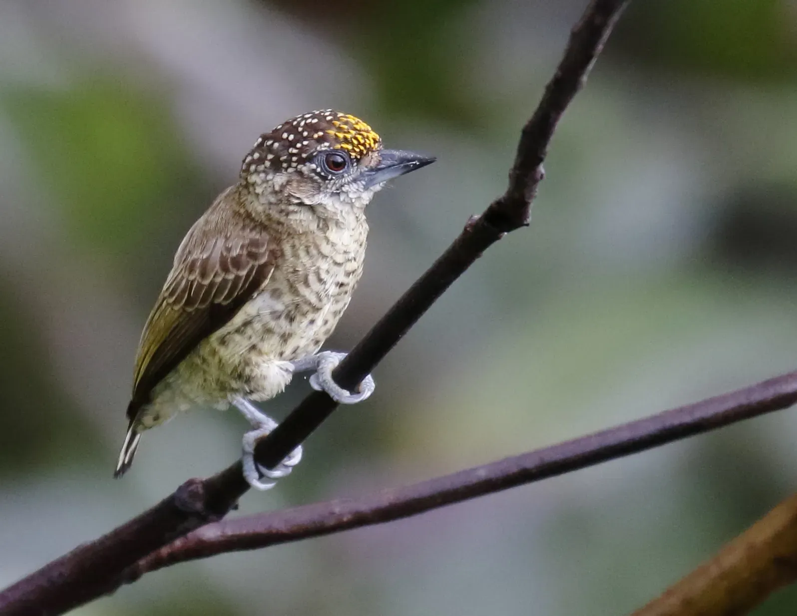 File:Picumnus aurifrons - Bar-breasted Piculet (male), Careiro da Várzea Amazonas, Brazil.jpg