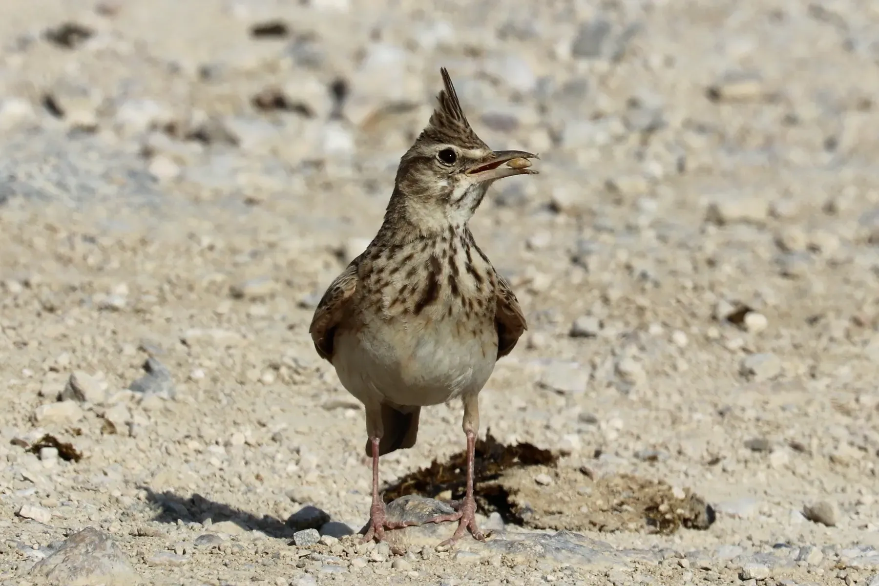 File:Crested lark (Galerida cristata brachyura).jpg