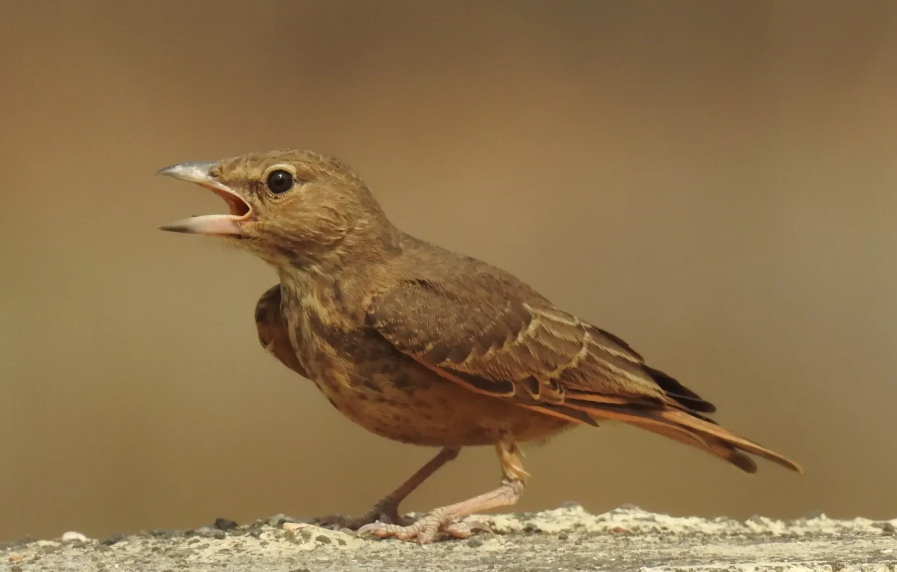File:Rufous-tailed Lark Ammomanes phoenicura by Dr. Raju Kasambe DSCN5048 (1).jpg