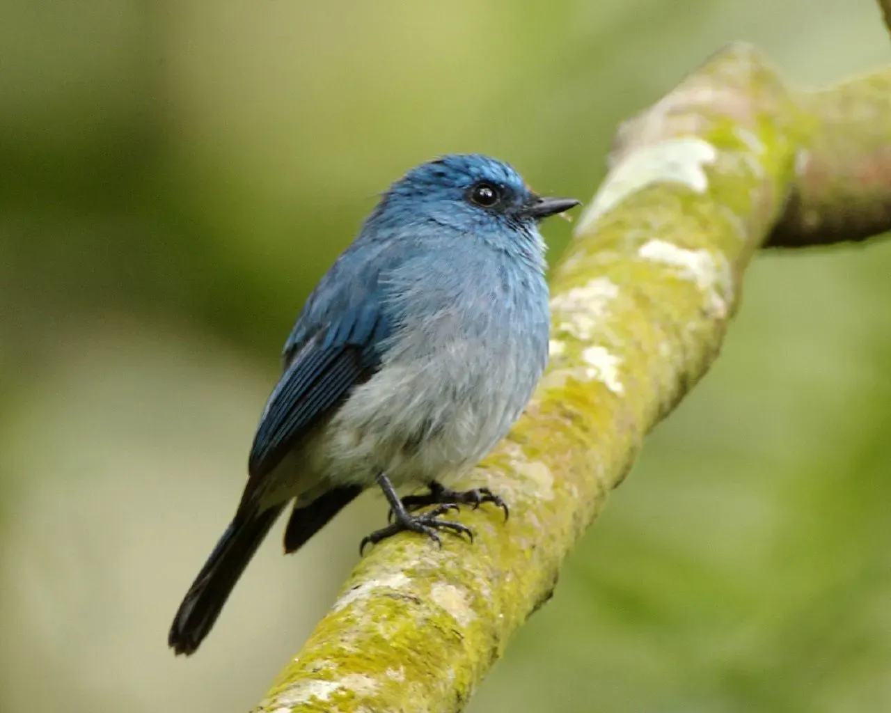 File:Indigo Flycatcher (Eumyias indigo).jpg