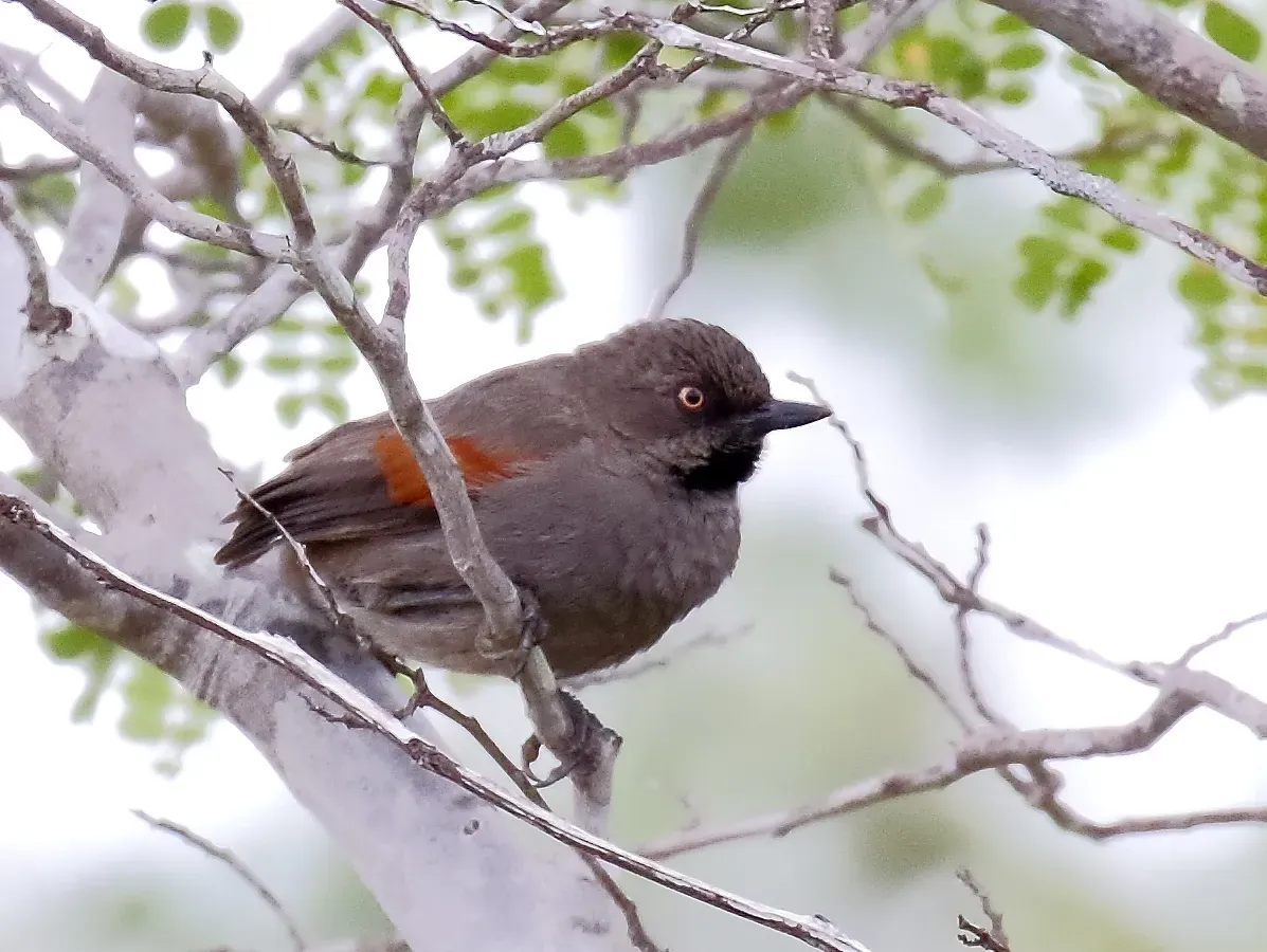 File:Synallaxis hellmayri - Red-shouldered Spinetail, Canudos, Bahia, Brazil.jpg