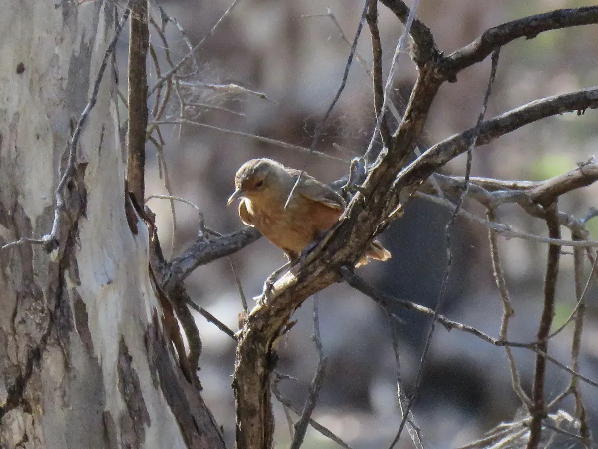 File:Climacteris rufus (25153969457).jpg