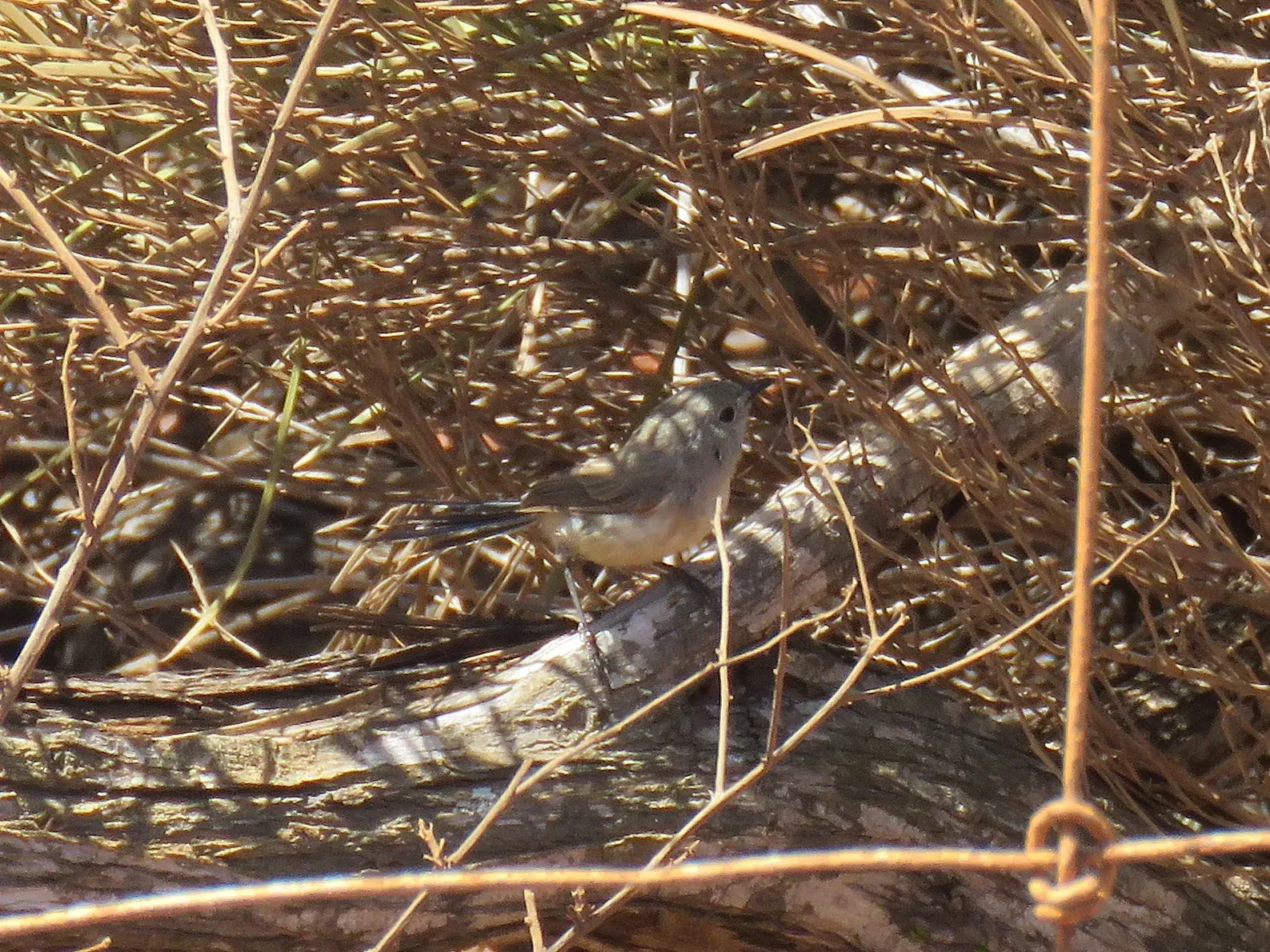 File:Malurus lamberti (26117450608).jpg