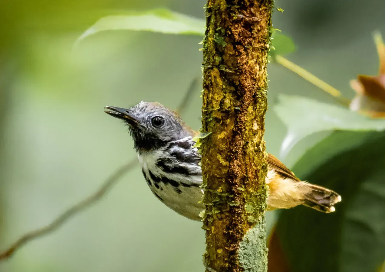 File:Hylophylax naevius - Spot-backed Antbird, Manacapuru, Amazonas, Brazil.jpg