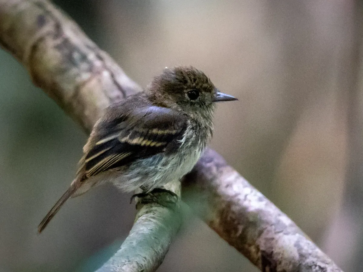 File:Knipolegus poecilocercus - Amazonian Black-Tyrant (female), Anavilhanas islands, Novo Airão, Amazonas, Brazil.jpg