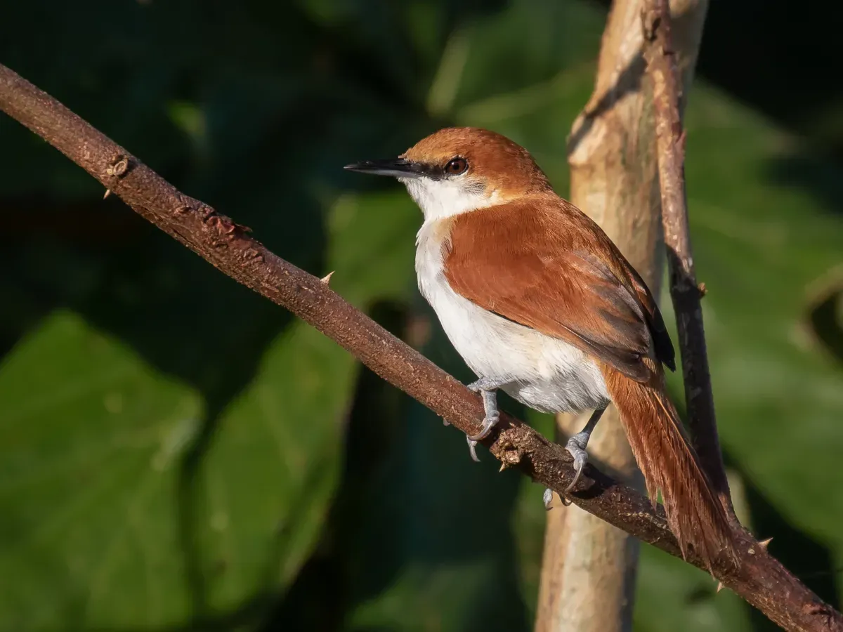 File:Certhiaxis mustelinus - Red-and-white spinetail, Iranduba, Amazonas, Brazil.jpg