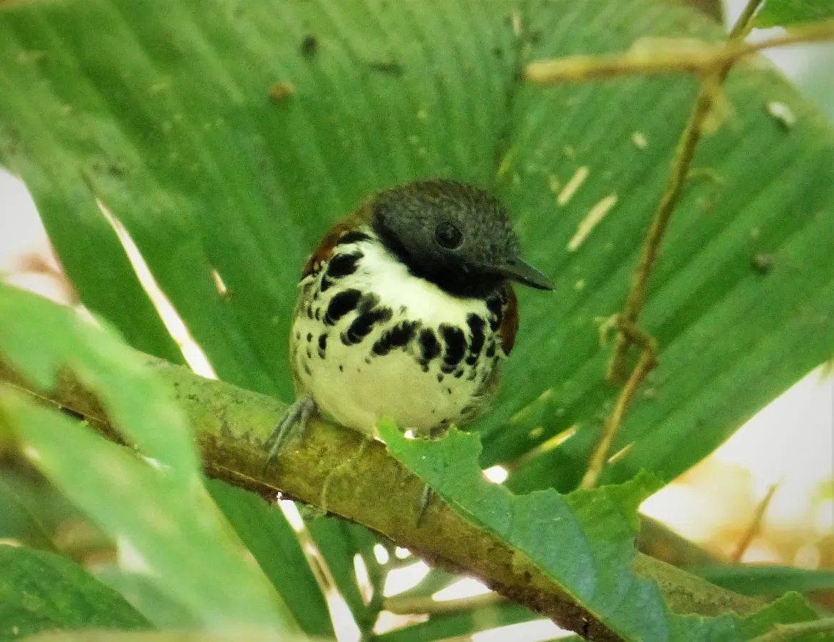 File:Spotted Antbird. Hylophylax naevioides - Flickr - gailhampshire.jpg