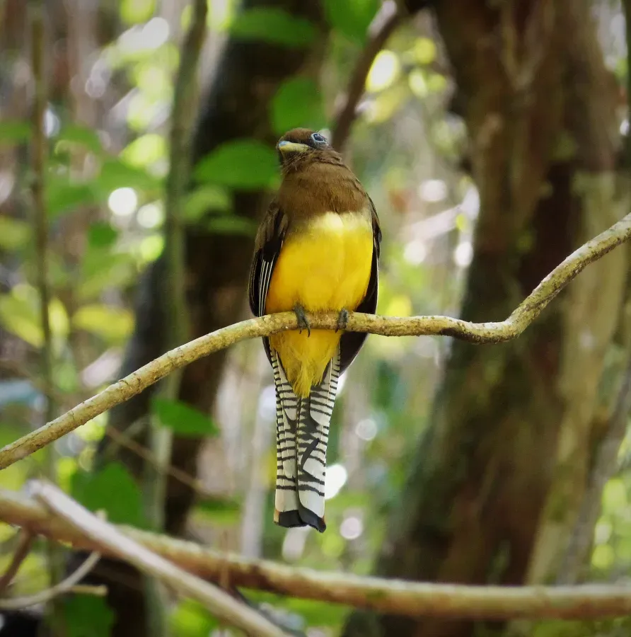 File:Black-throated Trogon. trogon rufus female - Flickr - gailhampshire.jpg