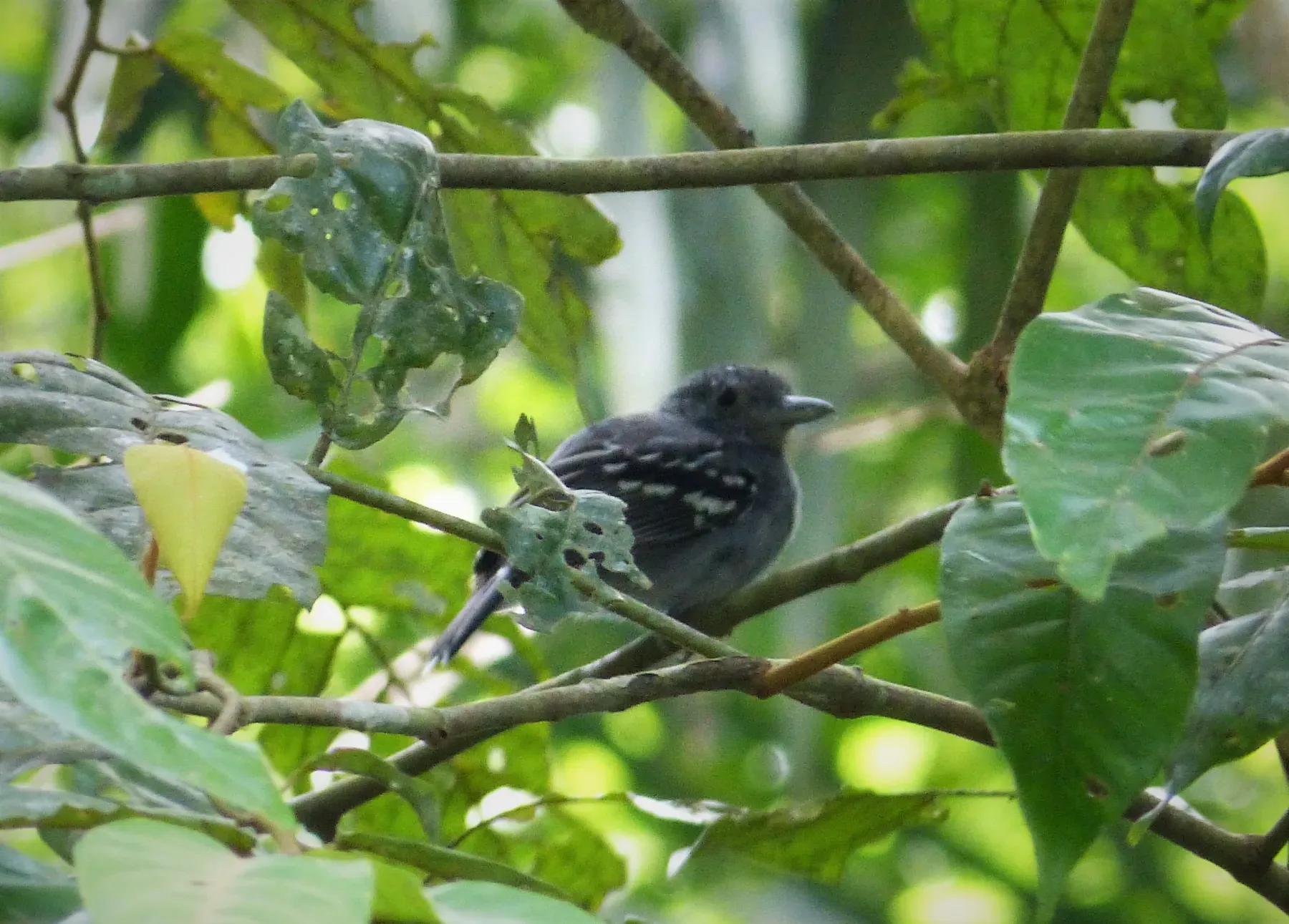 File:Fasciated Antshrike. Cymbilaimus lineatus - Flickr - gailhampshire.jpg