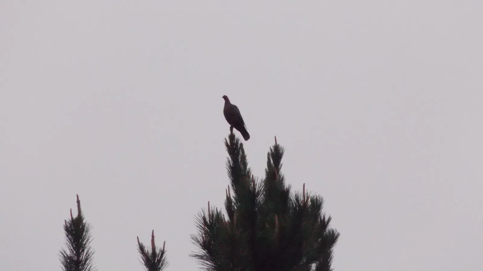 File:Patagioenas araucana.jpg