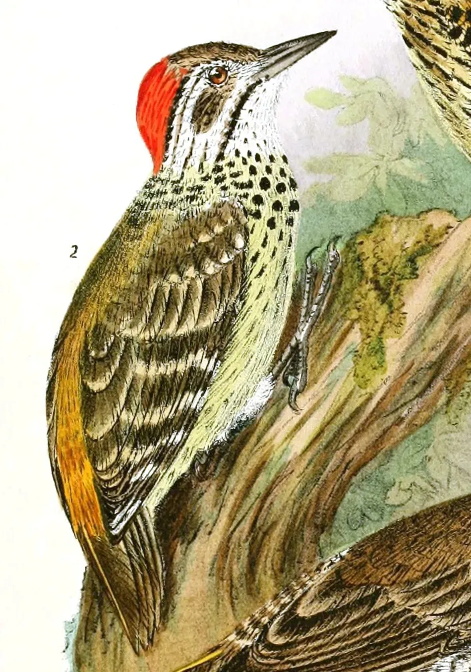 File:Die Vögel Afrikas (6425133621), Dendropicos poecilolaemus.jpg