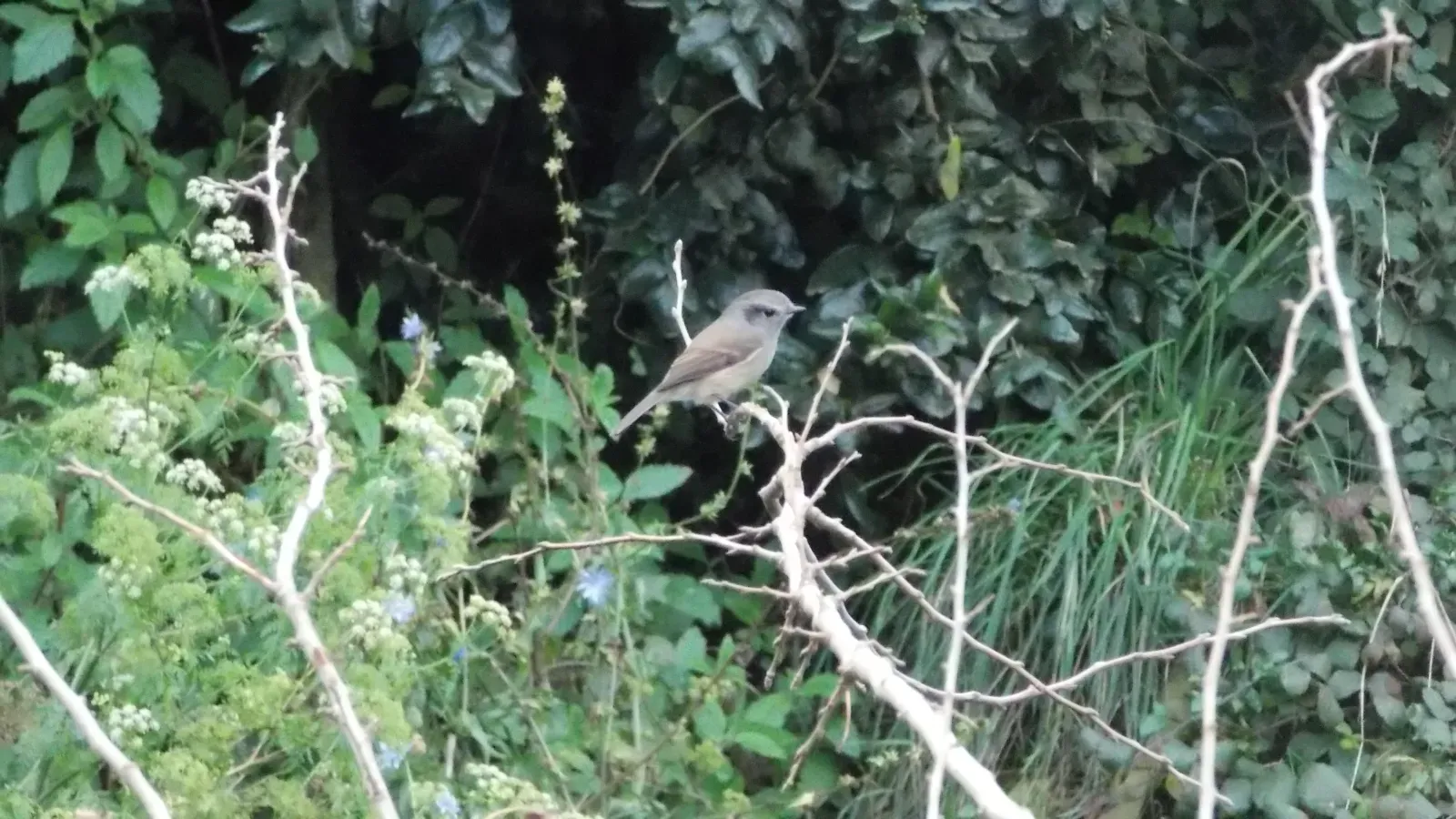 File:Colorhamphus parvirostris.jpg