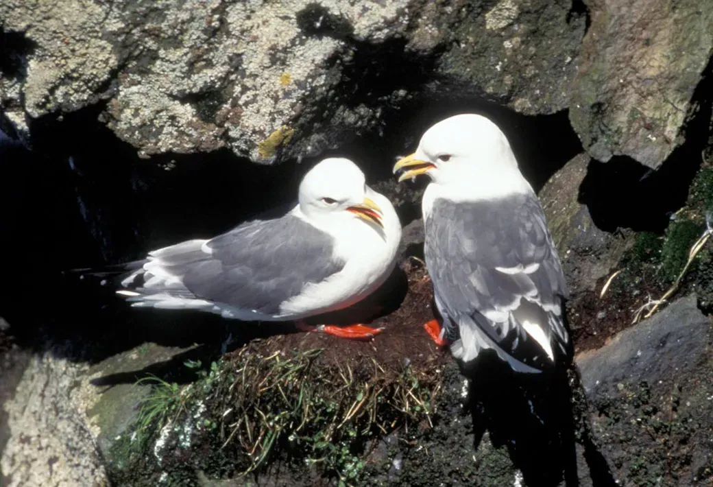 File:Rissa brevirostris5.jpg