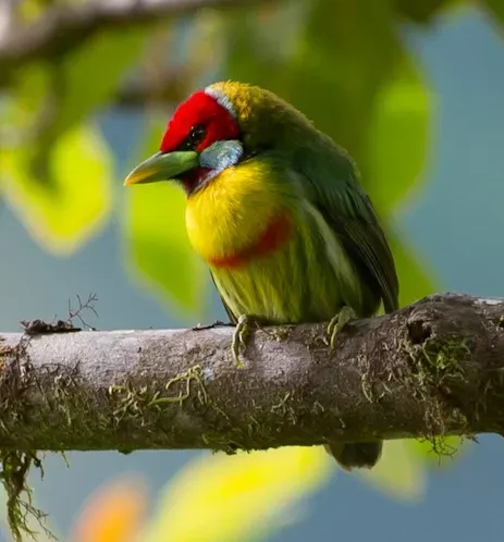 File:Eubucco versicolor, Versicolored Barbet, crop.jpg