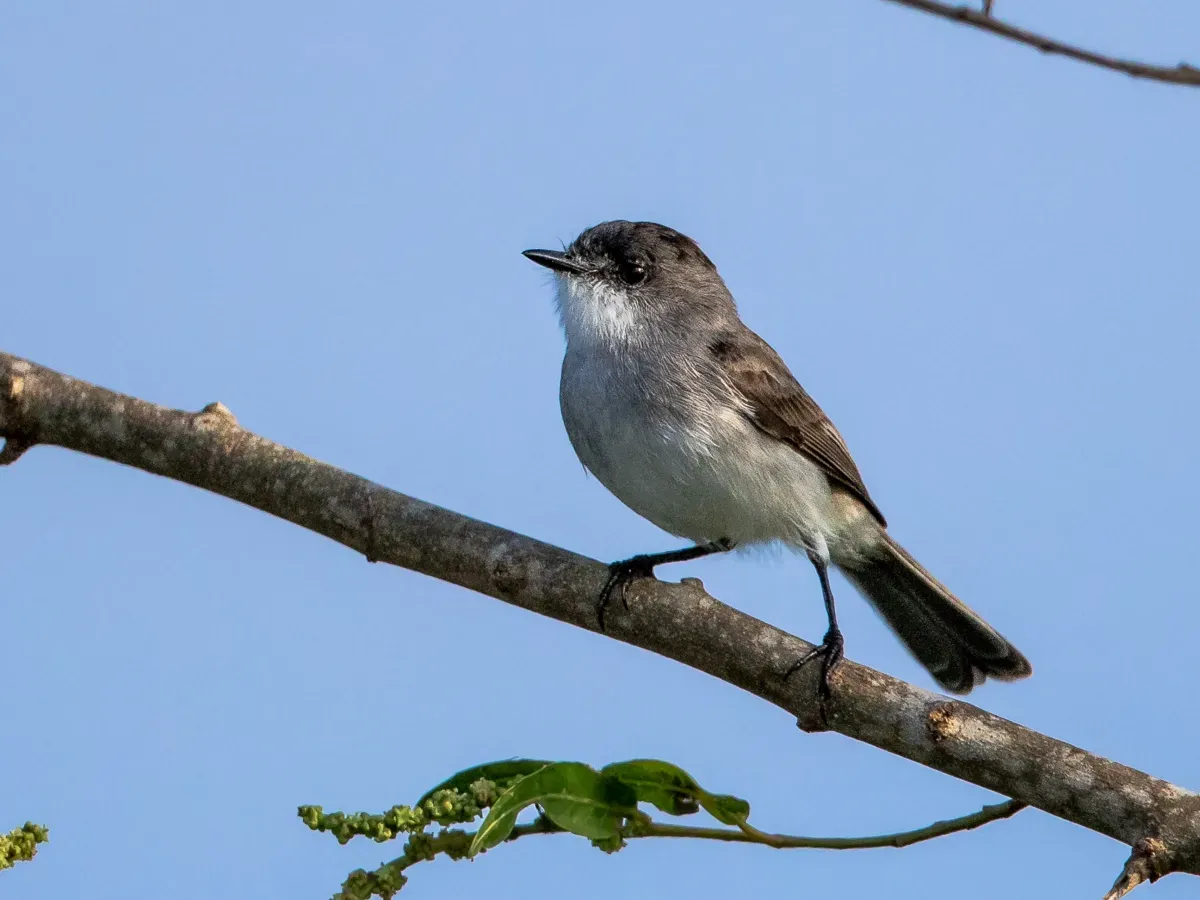 File:Serpophaga hypoleuca - River tyrannulet; Marchantaria Island, Iranduba, Amazonas, Brazil.jpg