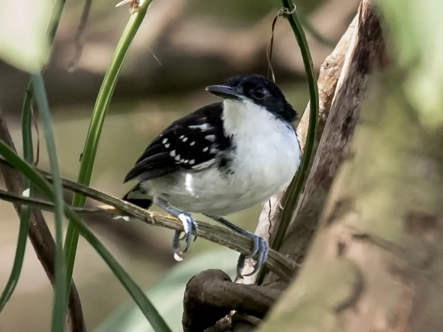 File:Myrmochanes hemileucus - Black-and-white antbird (male); Marchantaria island, Iranduba, Amazonas, Brazil.jpg