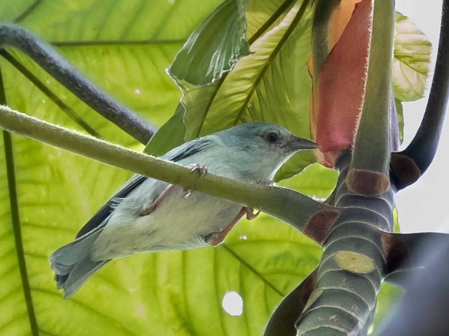 File:Conirostrum margaritae - Pearly-breasted conebill; Marchantaria island, Iranduba, Amazonas, Brazil.jpg