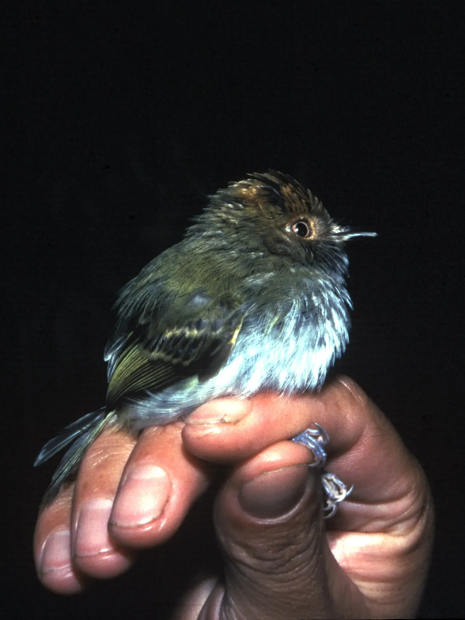 File:Lophotriccus pileatus - Ecuador.jpg