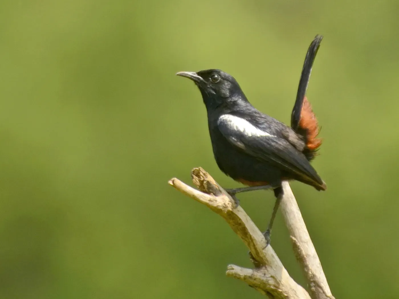 File:Copsychus fulicatus fulicatus, male, Coimbatore district.jpg