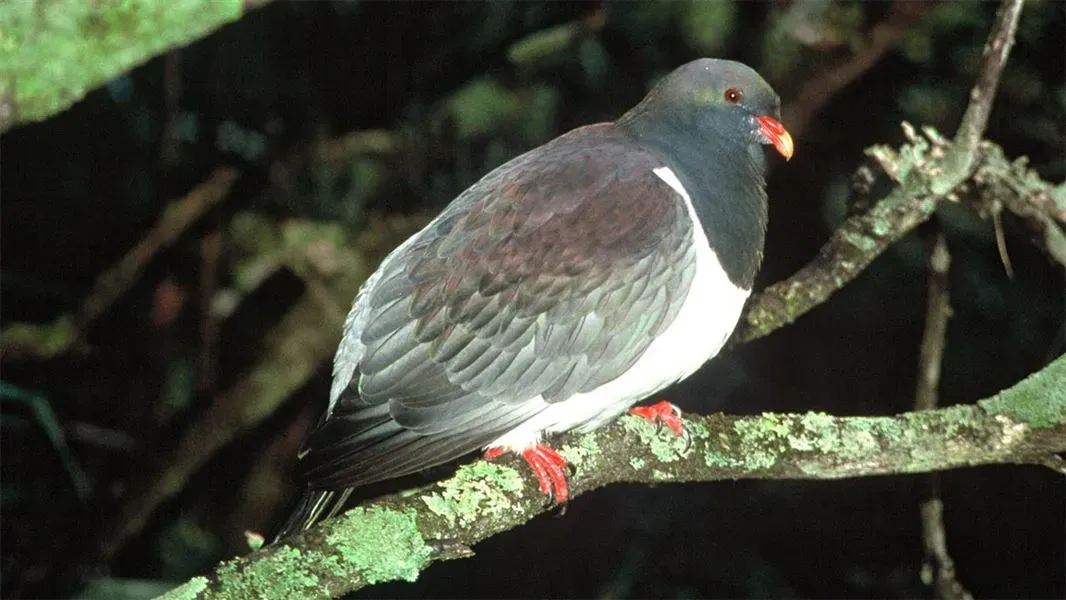 File:Chatham Island Pigeon (Hemiphaga chathamensis).jpg