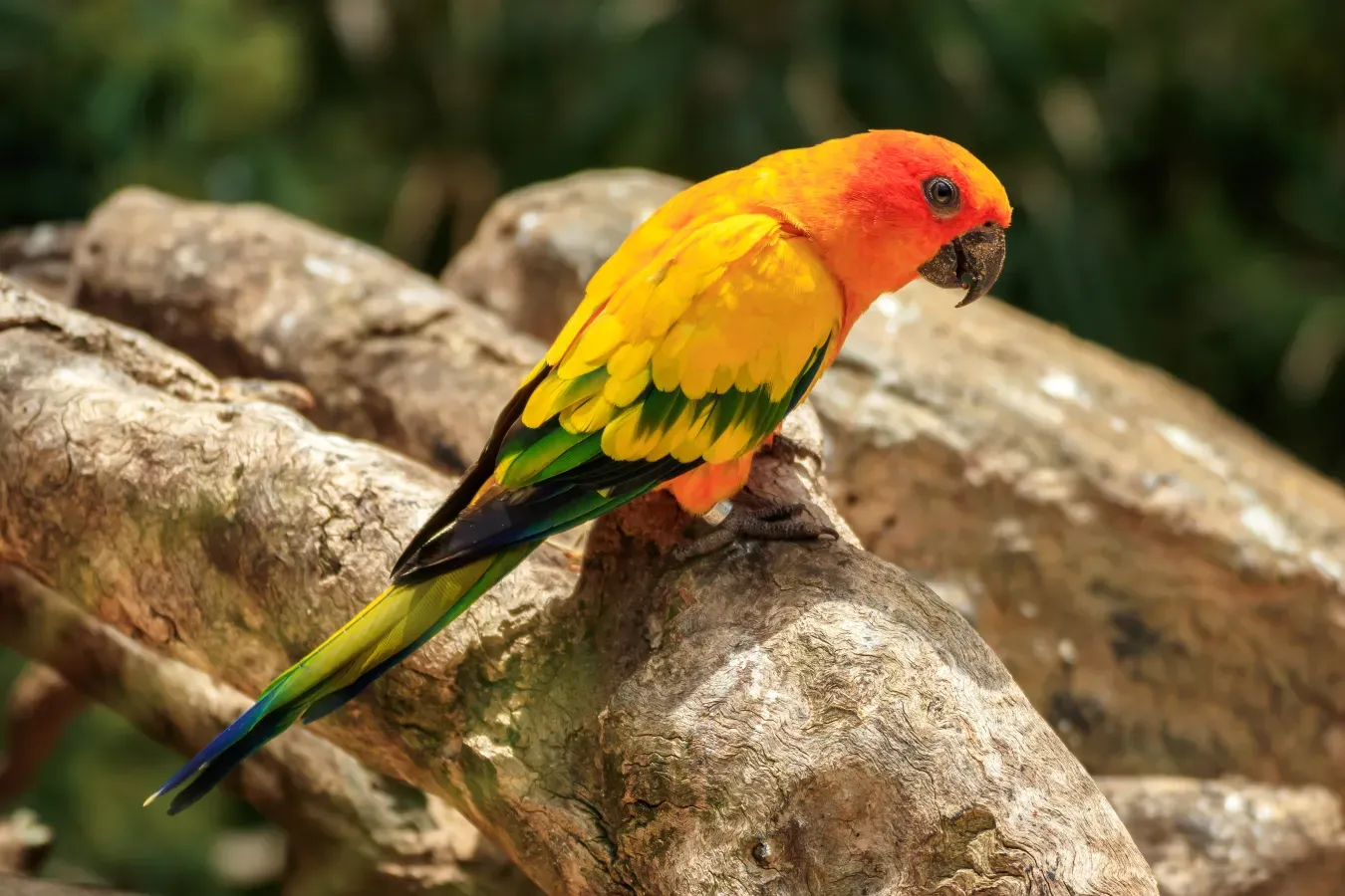 File:Aratinga solstitialis - Loro Parque 01.jpg