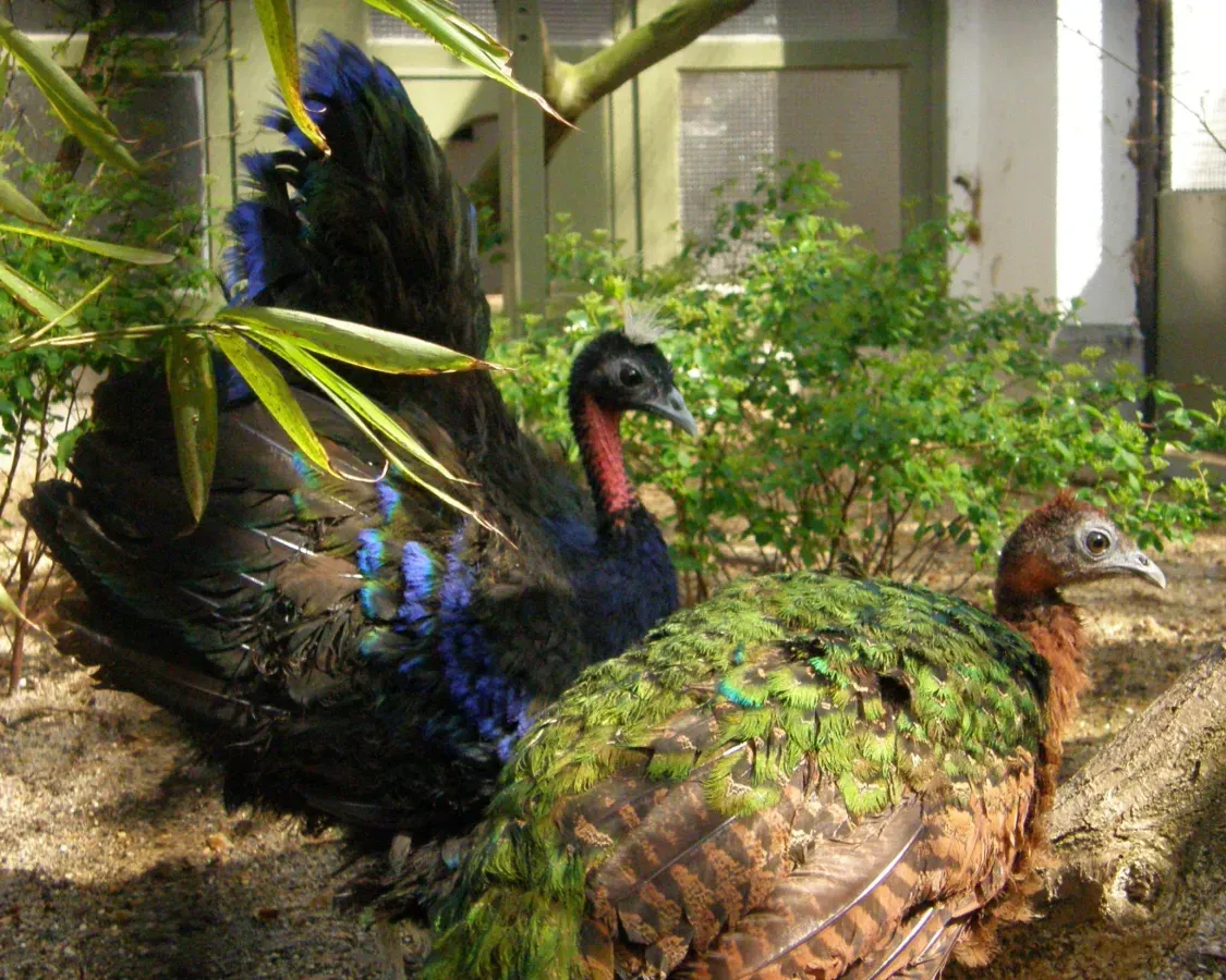 File:Afropavo congensis -Antwerp Zoo -pair-8a.jpg